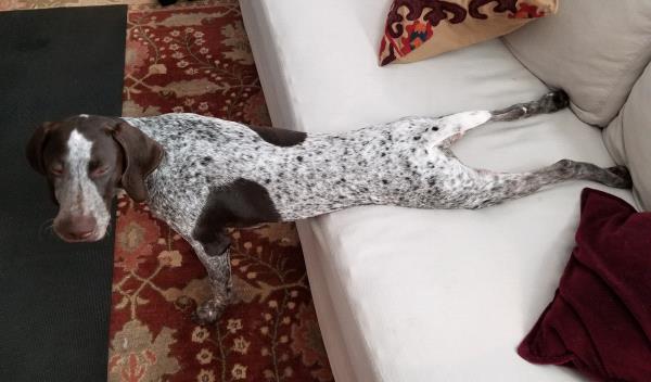 /Images/uploads/Southeast German Shorthaired Pointer Rescue/segspcalendarcontest2018/entries/8969thumb.jpg